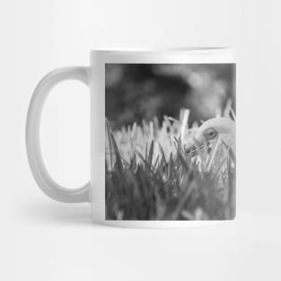 white ibis black and white Mug